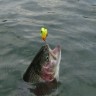 Splash Popper 31 101